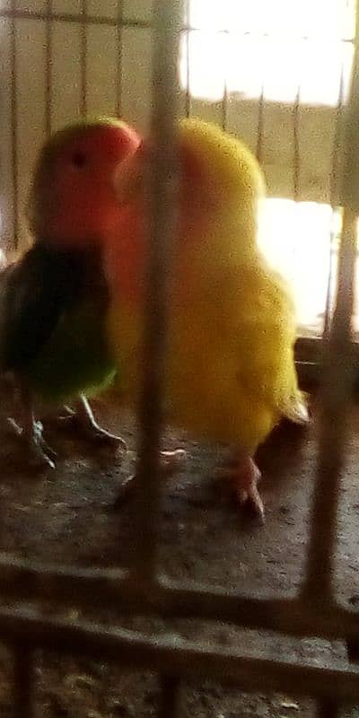 love bird pair 6