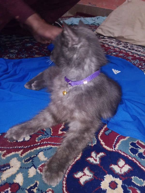 persion cat for sale 3