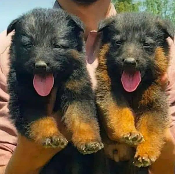 Garman shepherd puppies for sale 03287576736 call wahtasp 0