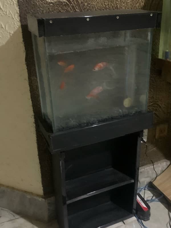 Fish Aquarium 4