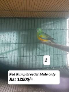 Burki & Red Rump