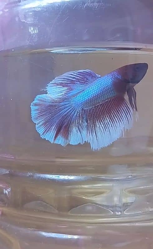 Exotic Betta's 3