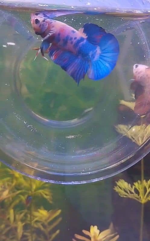 Exotic Betta's 4