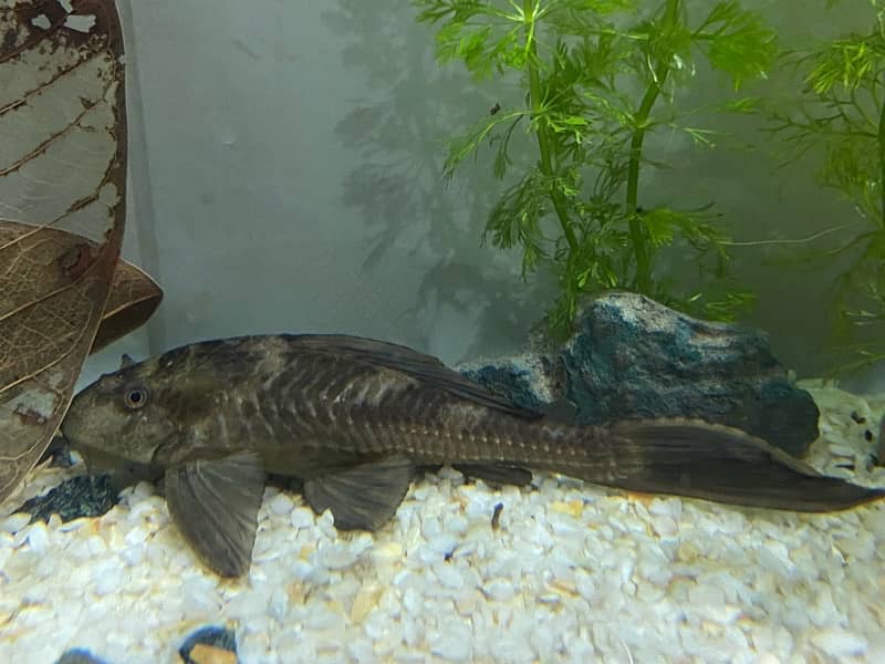 Flower Horn High Quality Fish, Pleco Home breed both healthy 0