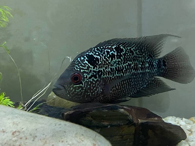 Flower Horn High Quality Fish, Pleco Home breed both healthy 1