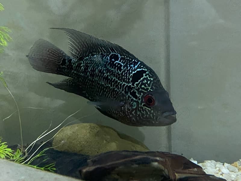 Flower Horn High Quality Fish, Pleco Home breed both healthy 2