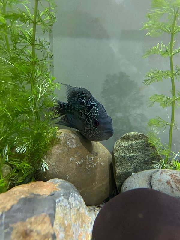 Flower Horn High Quality Fish, Pleco Home breed both healthy 3