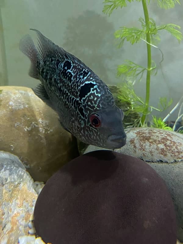 Flower Horn High Quality Fish, Pleco Home breed both healthy 4