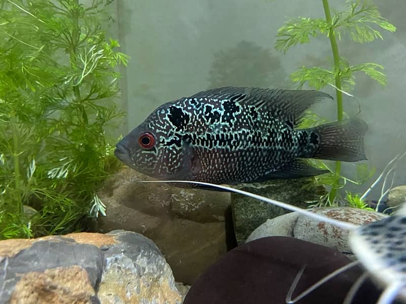 Flower Horn High Quality Fish, Pleco Home breed both healthy 5