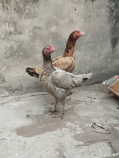 home breed aseel hens for sale.