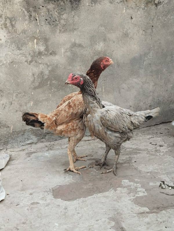 home breed aseel hens for sale. 1