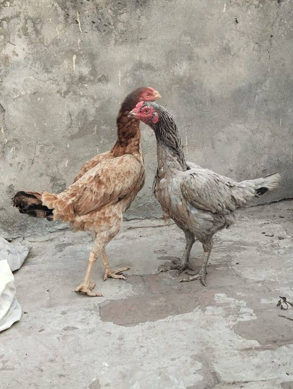 home breed aseel hens for sale. 2