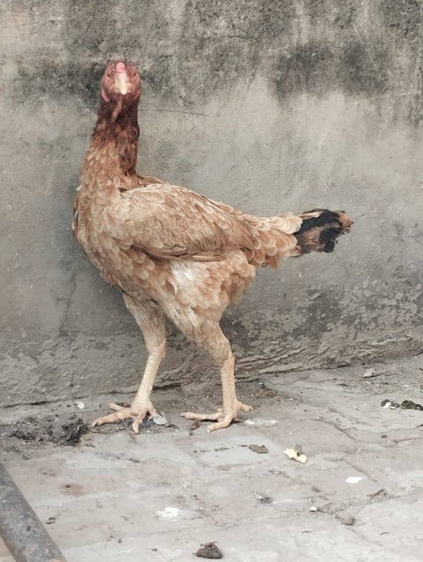 home breed aseel hens for sale. 3