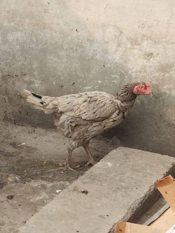 home breed aseel hens for sale. 5