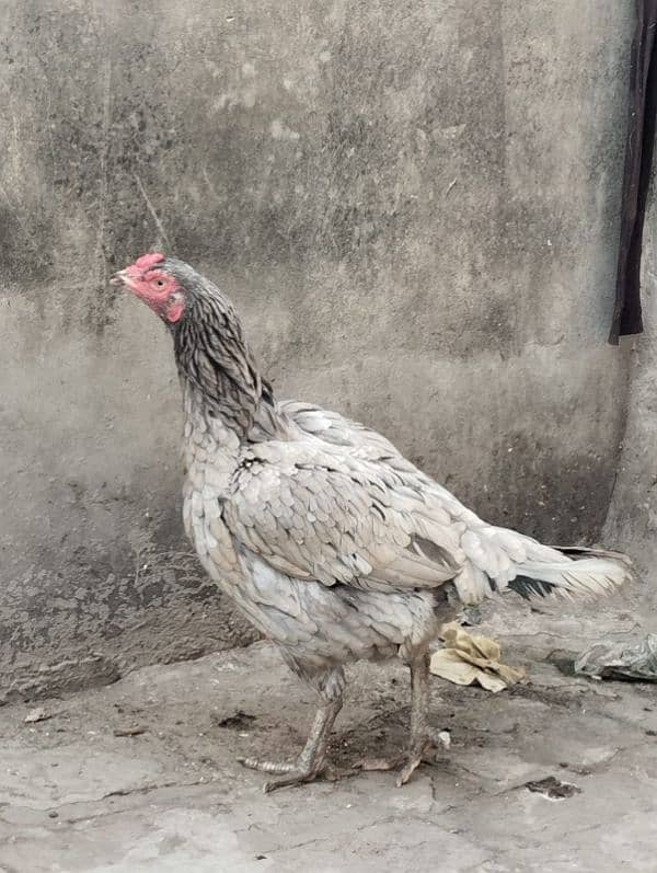 home breed aseel hens for sale. 6