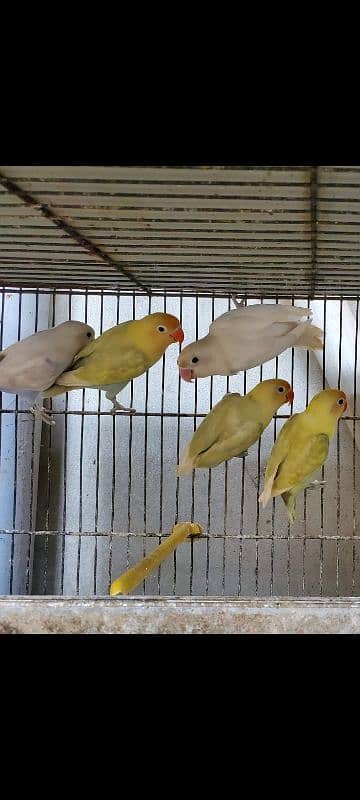 7 pair with 4 portion cage albino & Pastilino 3