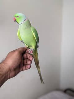 Tameed ringneck