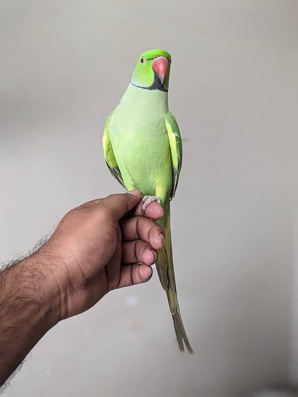 Tameed ringneck 1