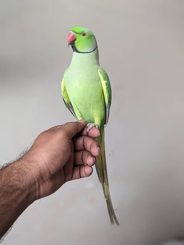 Tameed ringneck 2