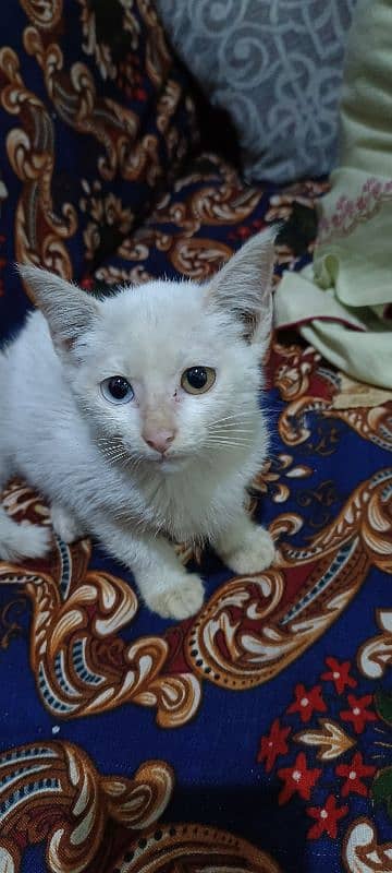 Cat for sale different eyes colour 0