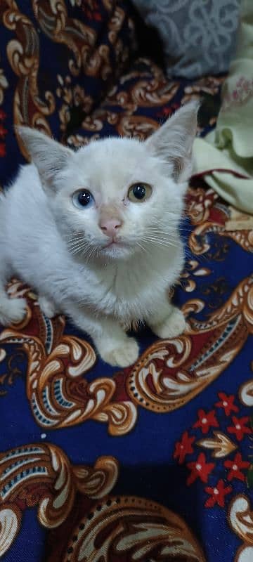 Cat for sale different eyes colour 1