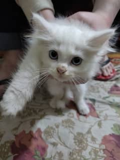 pure white Persian for sale