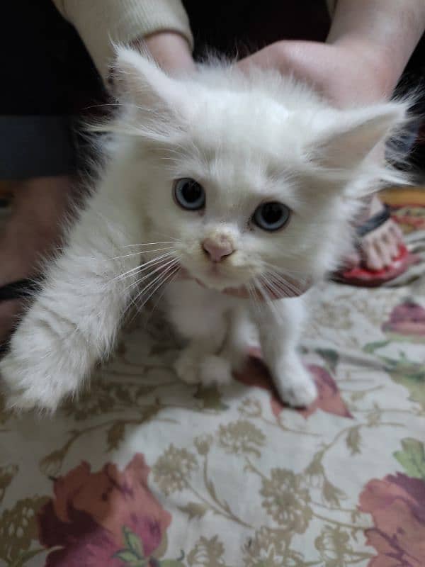 pure white Persian for sale 0