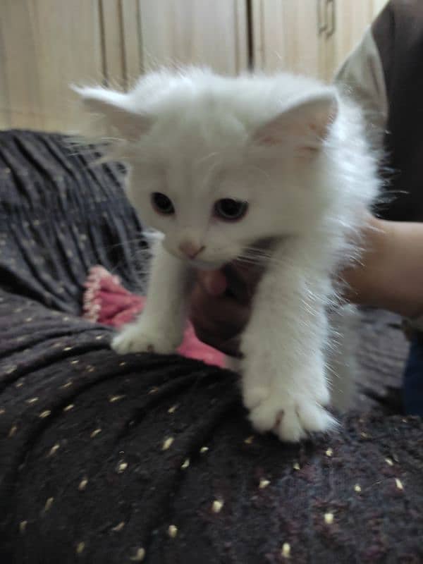 pure white Persian for sale 2