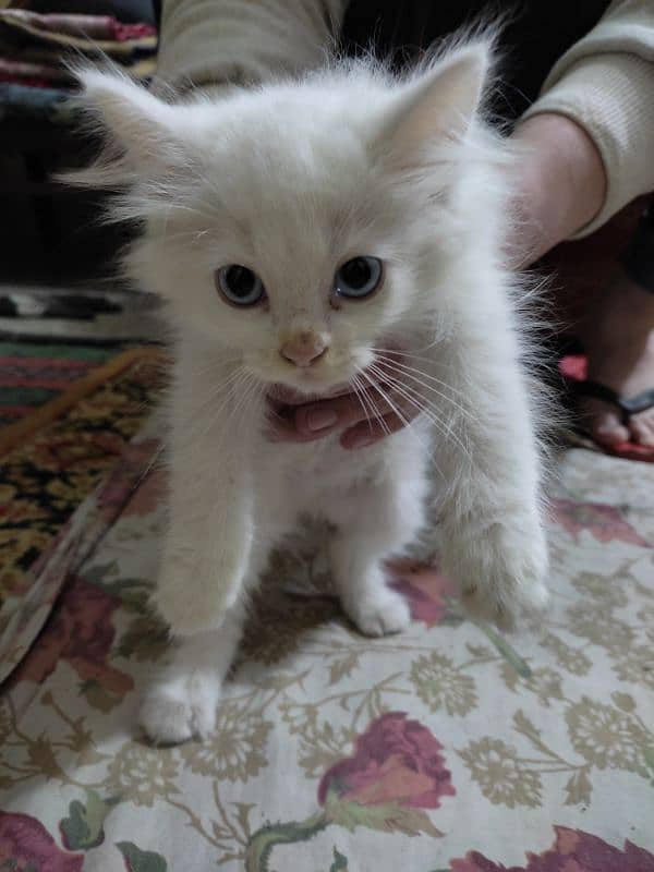 pure white Persian for sale 3