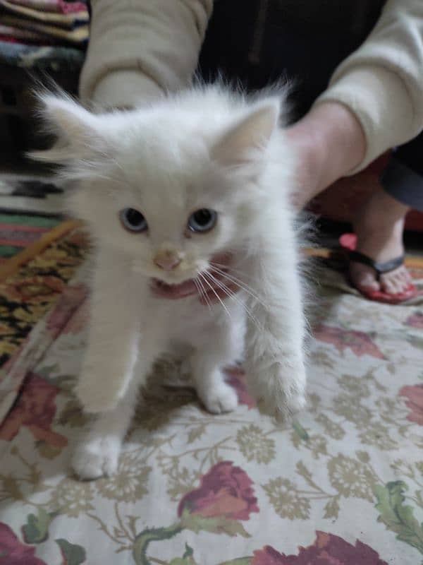 pure white Persian for sale 4