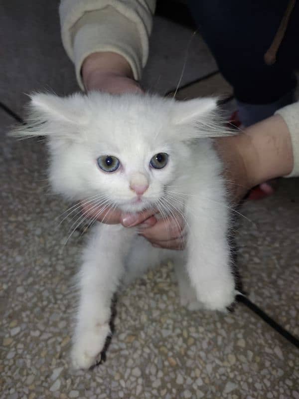 pure white Persian for sale 5