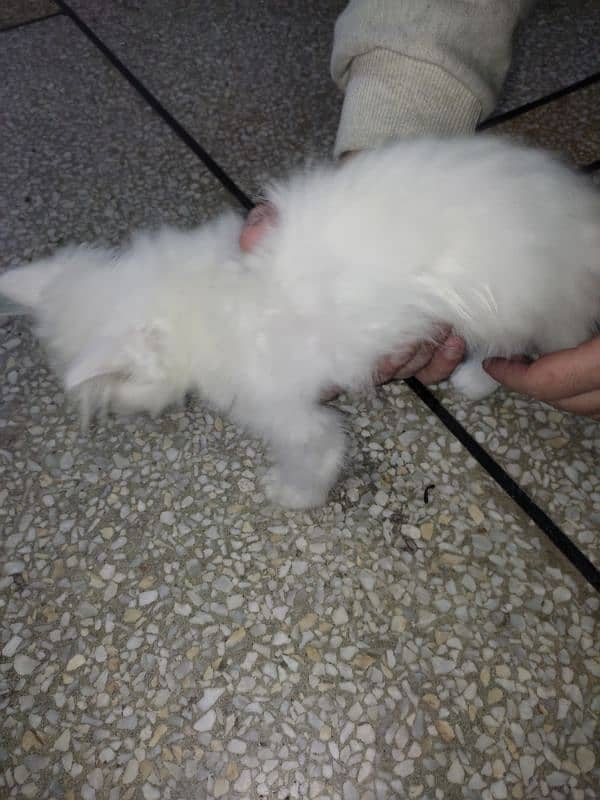 pure white Persian for sale 6