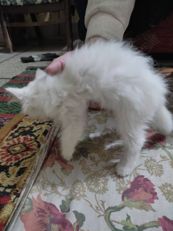 pure white Persian for sale 7