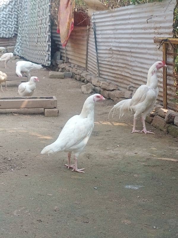 Heera Aseel pair white nok nali 2