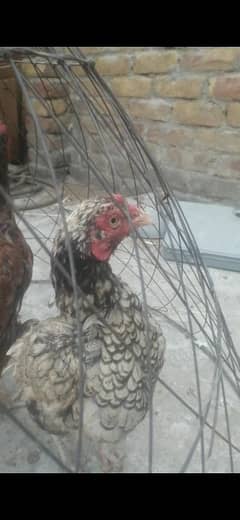 Aseels hens for sale