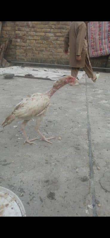 Aseels hens for sale 1