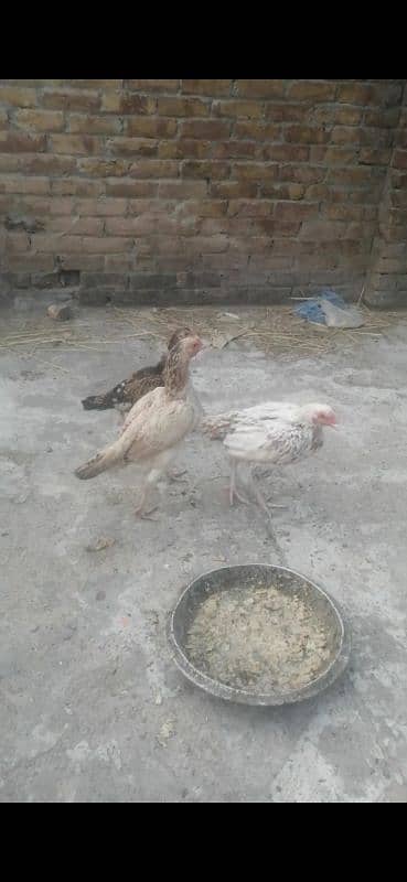 Aseels hens for sale 6