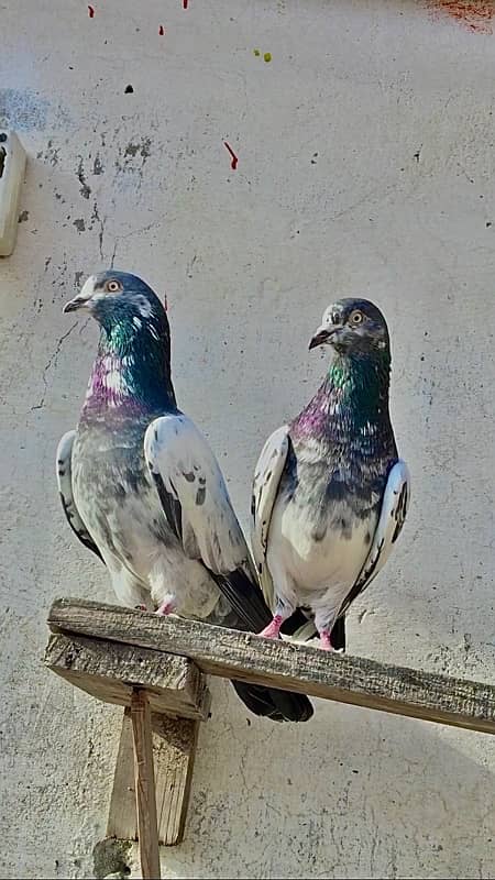 Kabutar pair for sale pigeons 0