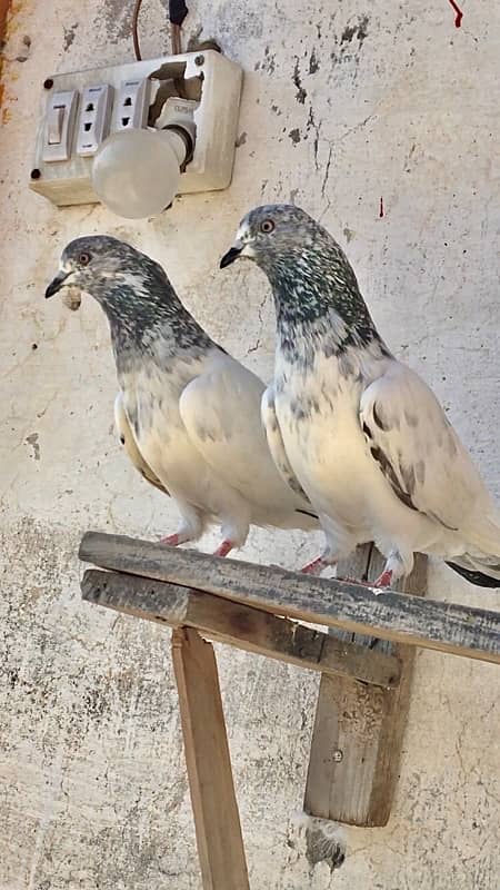 Kabutar pair for sale pigeons 1