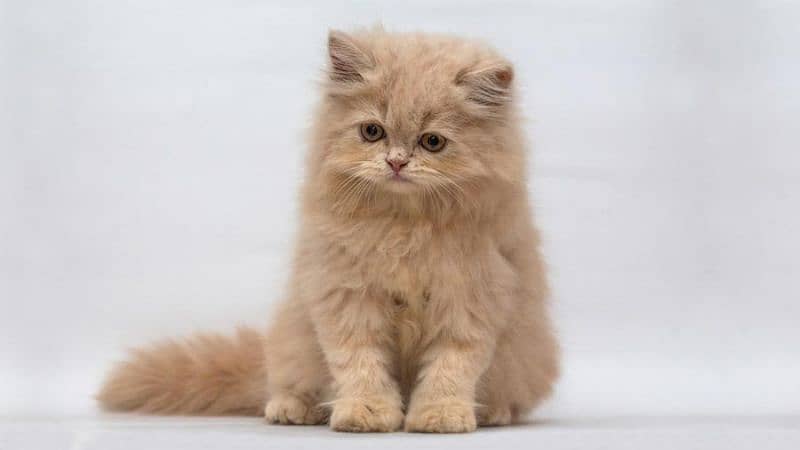 Pair of persion cat one month age 0