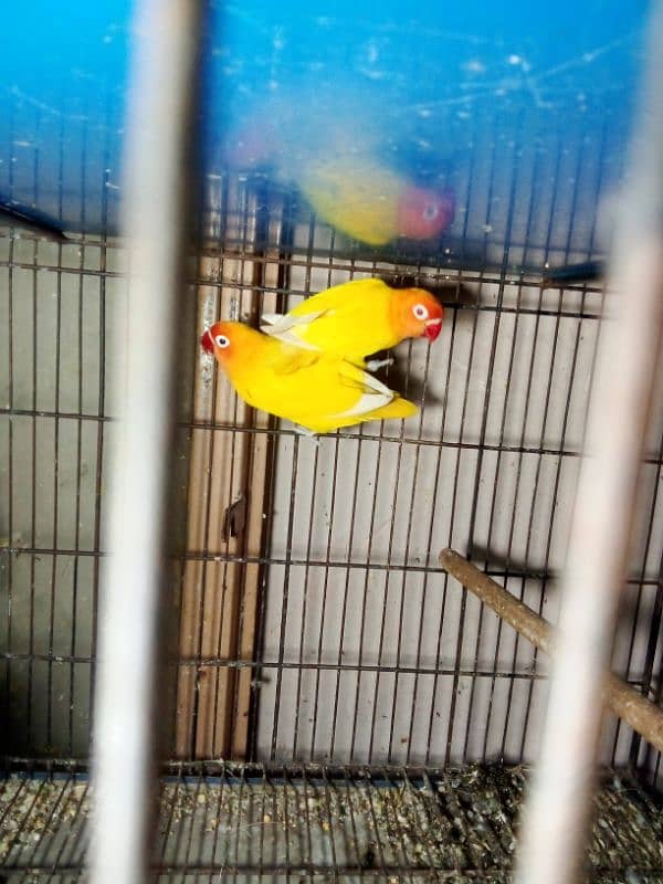 love birds Latino pair red male split blue female split ino blue 0