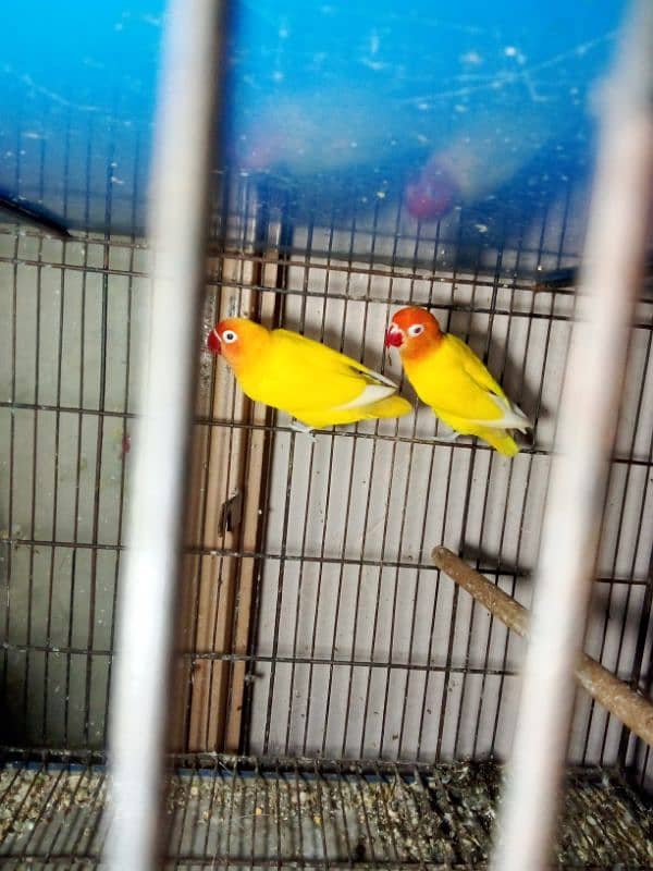 love birds Latino pair red male split blue female split ino blue 1