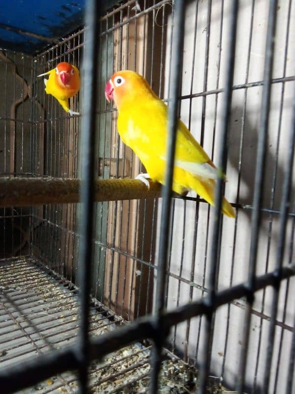 love birds Latino pair red male split blue female split ino blue 2