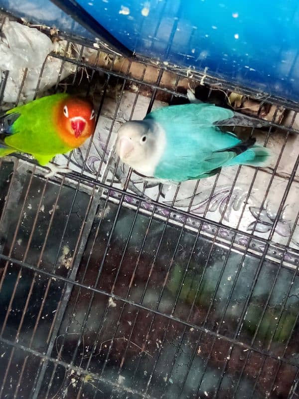 love birds Latino pair red male split blue female split ino blue 3