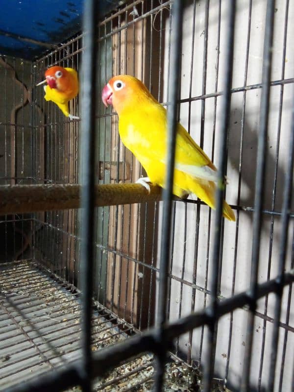 love birds Latino pair red male split blue female split ino blue 4