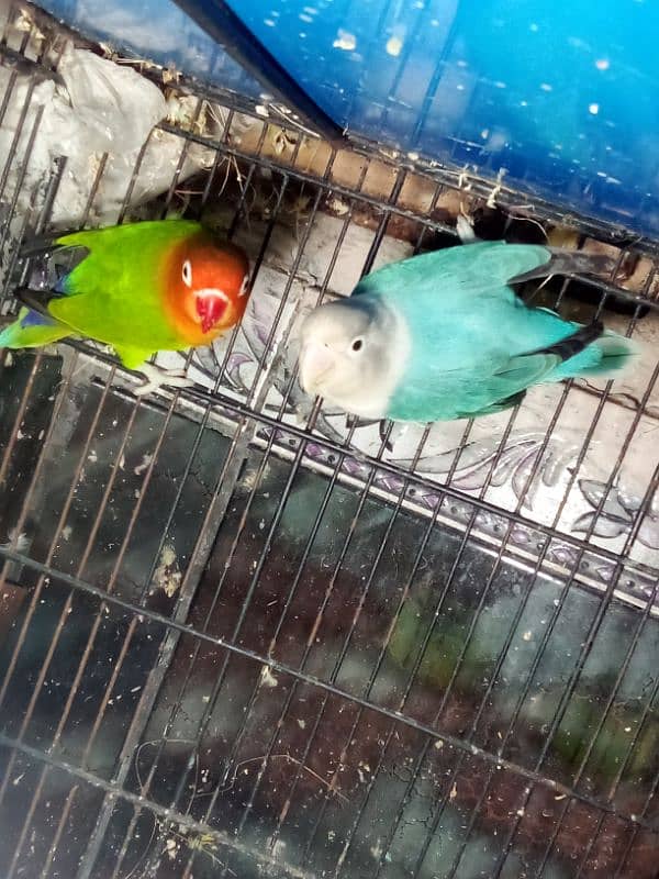 love birds Latino pair red male split blue female split ino blue 5