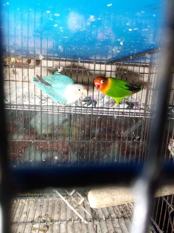 love birds Latino pair red male split blue female split ino blue 6