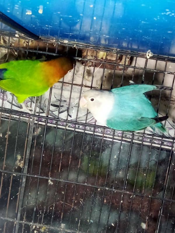 love birds Latino pair red male split blue female split ino blue 7