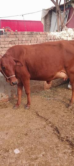 Cow/Wachi/Bufflao/Jarci Cow