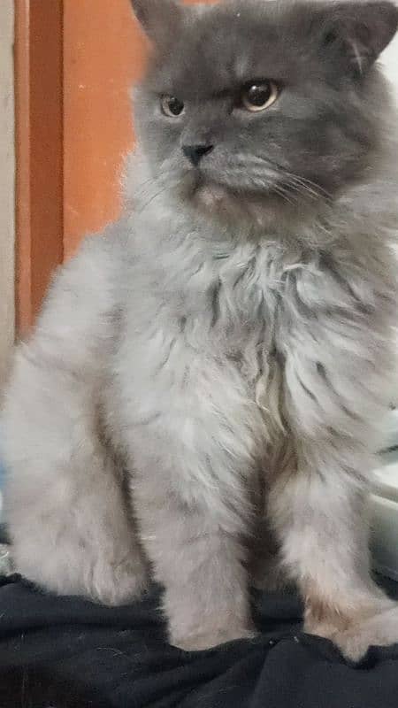 Cat missing from Qasimabad, Rawalpindi 1